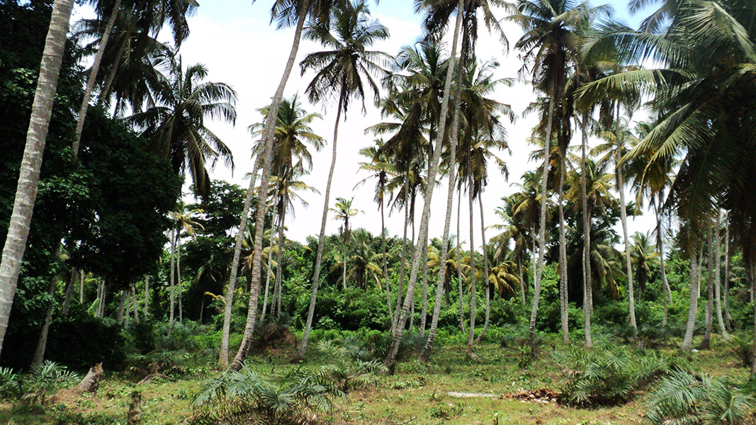 Côte d’Ivoire