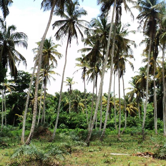 Côte d’Ivoire